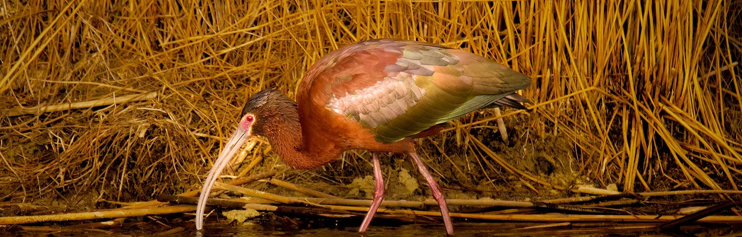 White-Faced Ibis, Idaho. By author, Kris Cochran