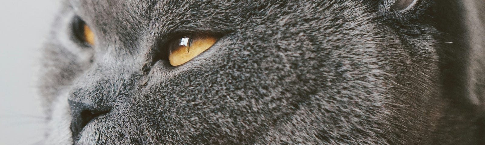 A charcoal colored cat