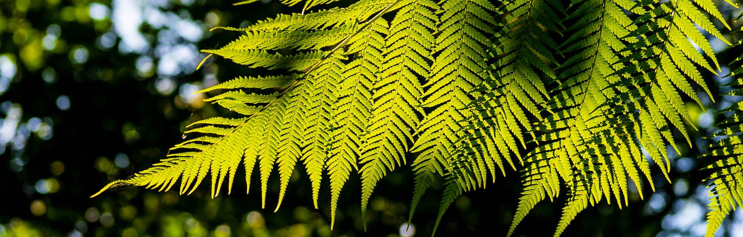 A fern lit up from behind by the sun.