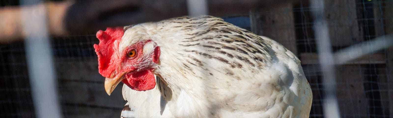 chicken in cage