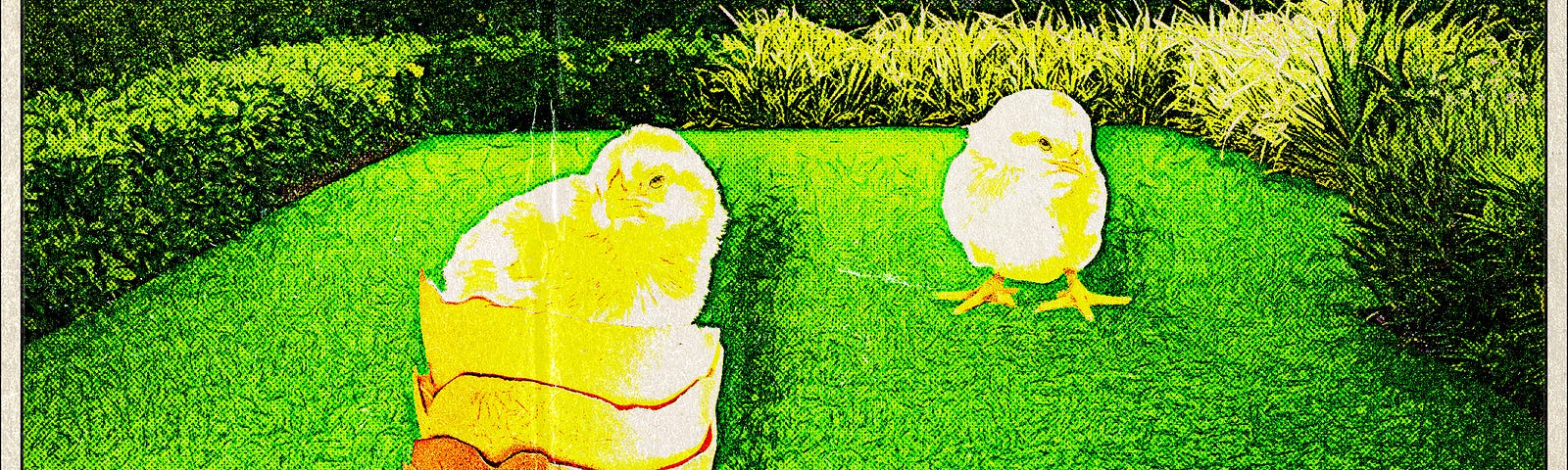 Chicks in back yard
