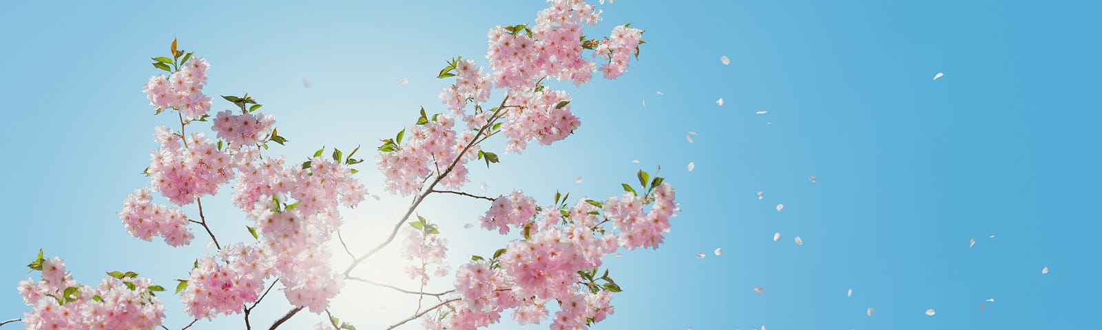 Photo of blooming cherry blossoms against a bright blue sky.