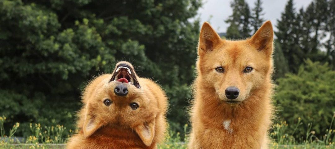 Kiko the Finnish Spitz dog poses for a photo backwards and upside-down while her disapproving sister looks on.