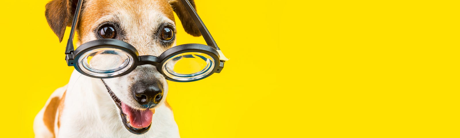 A Jack Russell type dog wearing glasses lays on top of a pile of notebooks with a happy expression