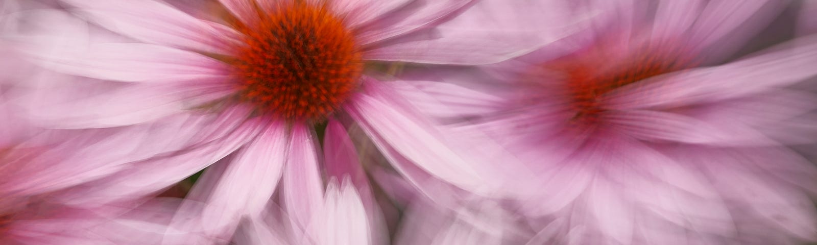 Pink daisies dance in the breeze of springtime