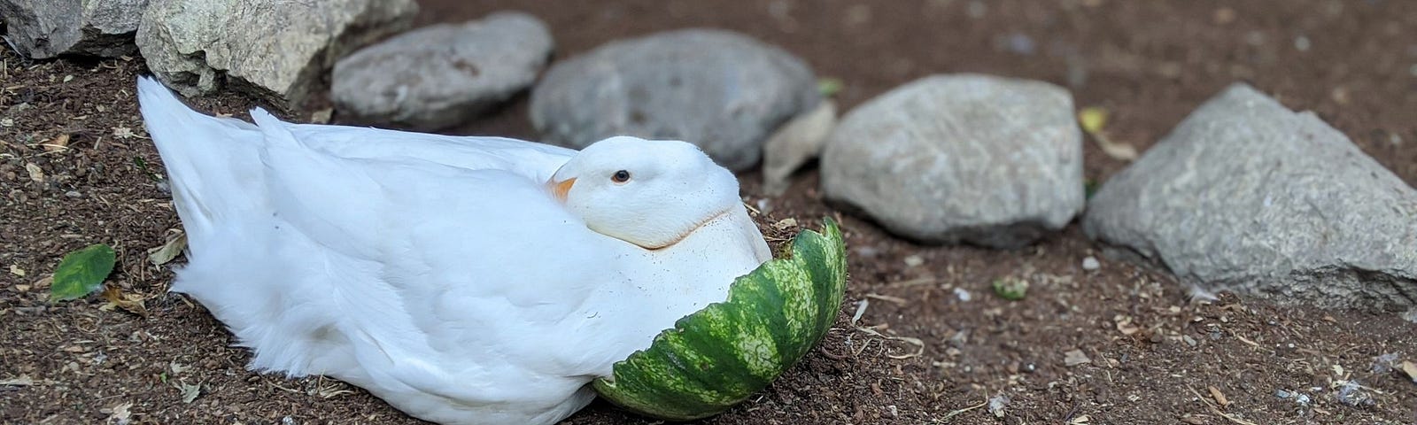 a small white adolescent duck nestles his beak under wing with his breast cupped by the top slice of a watermelon