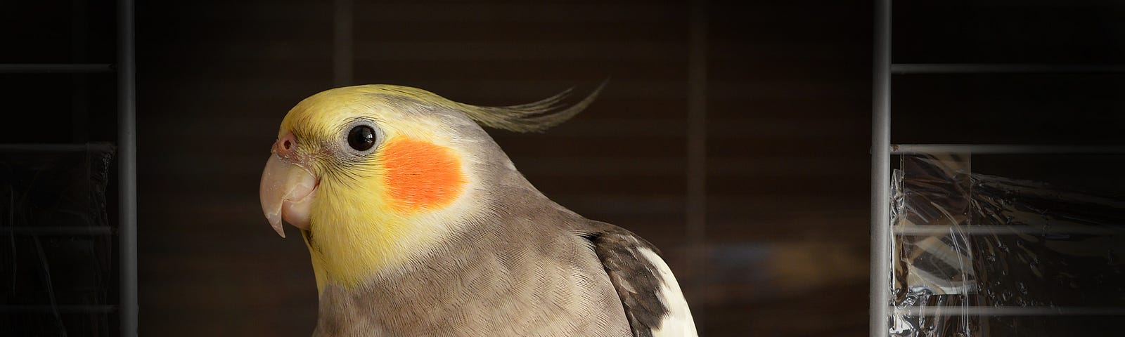 My cockatiel never said much since I was gifted him 16 years ago. Then one day he made a new sound which took a few days to figure out.