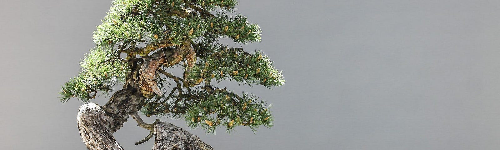 Bonsai pine.