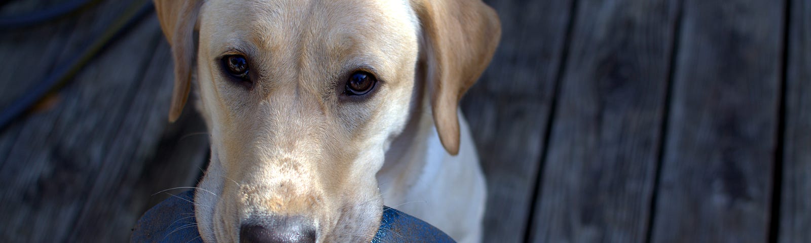 A yellow Lab holding a chew toy in its mouth as it stands on a wooden deck.