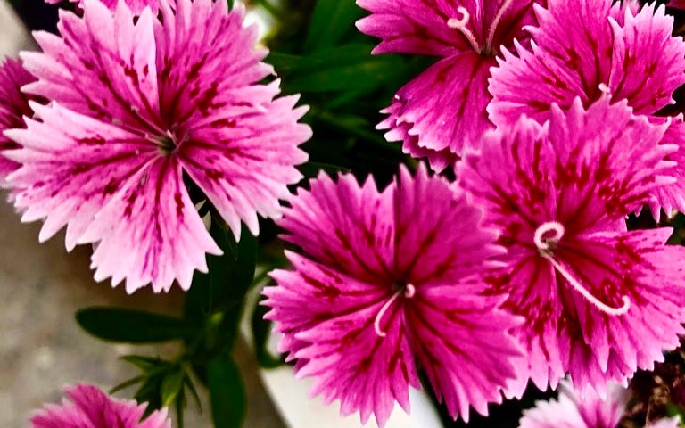 poem: world of words, photo: dianthus