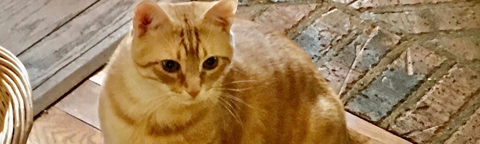 Author’s photo of Bernie cat — a yellow tabby who is sitting on the hardwood floor