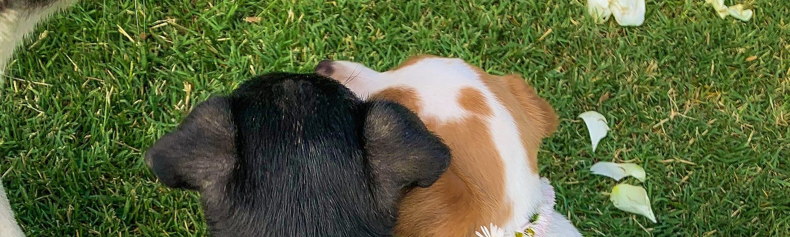 Two puppies with daisy chain collars are photographed from above, pushing their heads together, round butts on green grass