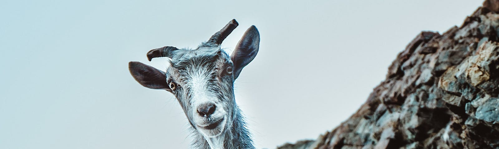 The image shows a goat staring at you from a rocky mountain ledge.