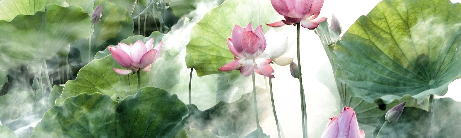 AI-generated artwork of long-stemmed, pink water lilies rising above green lily pads surrounded by mist.