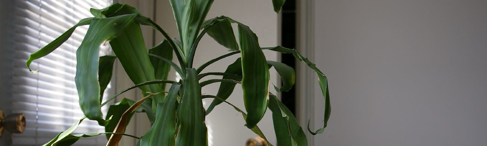 a houseplant (small tree) with yellowing, curled leaves, in a low-lit living room