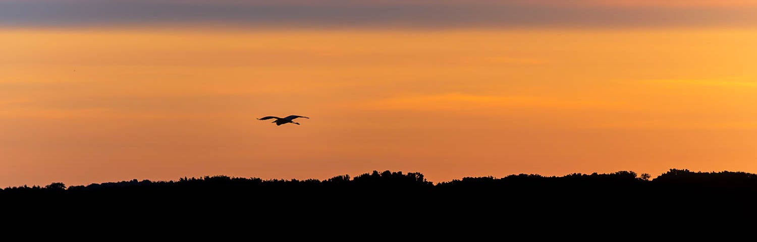 A bird crosses the sky in front of a sunrise.