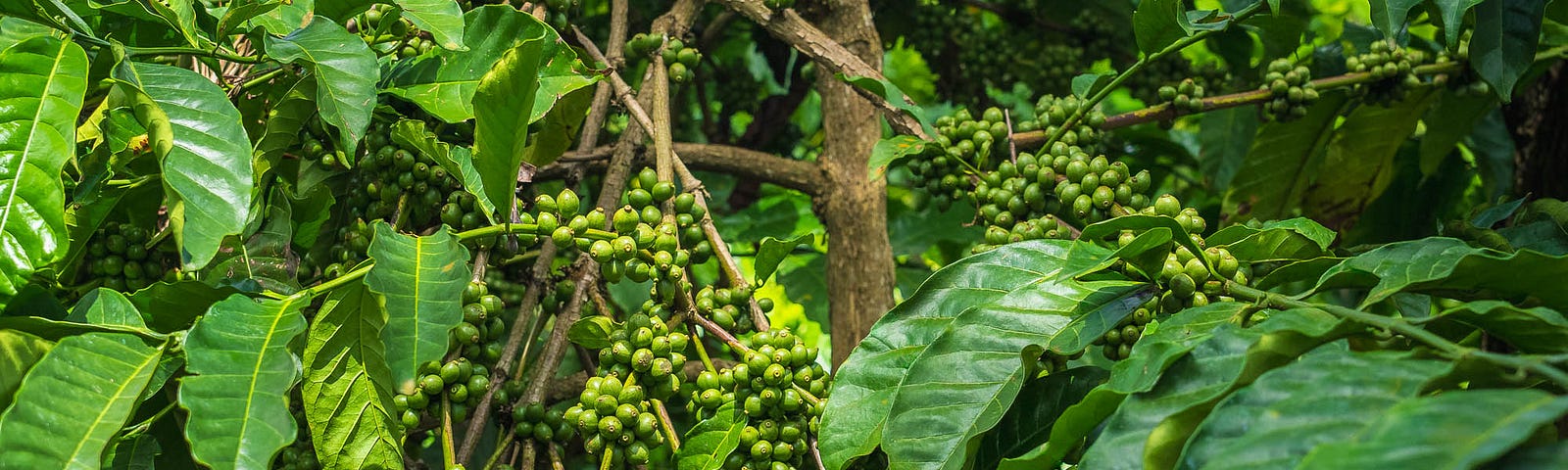 Robusta coffee berries, a month before harvest.