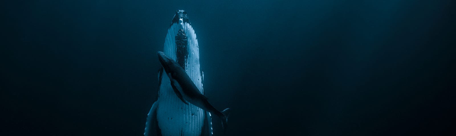 A humpback whale and her two month old baby swim underwater