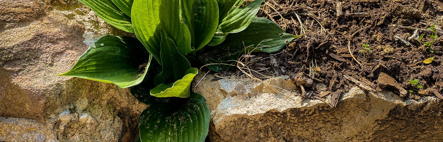 A Hosta plant grows in a crack between two rocks.