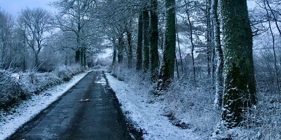 A countryside road bordered by trees covered with snow.