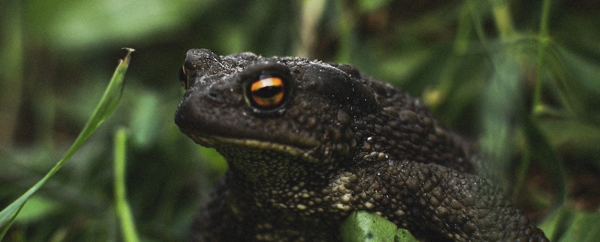 A black toad with orange eyes poses in some woodland.