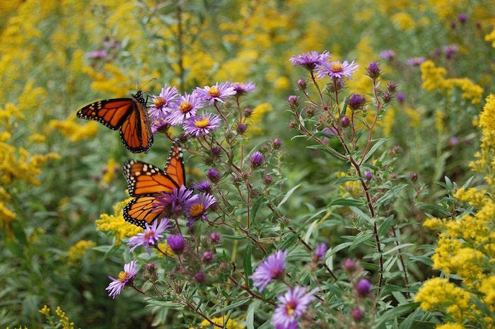 Monarch butterflies nectaring on beautiful goldenrod and New England asters