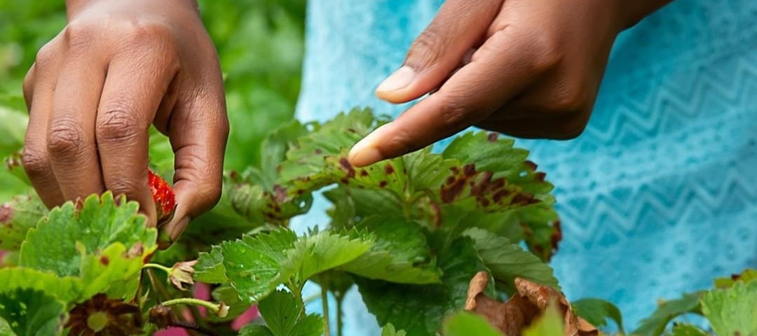 Closeup of a child picking a strawberry off a bush.