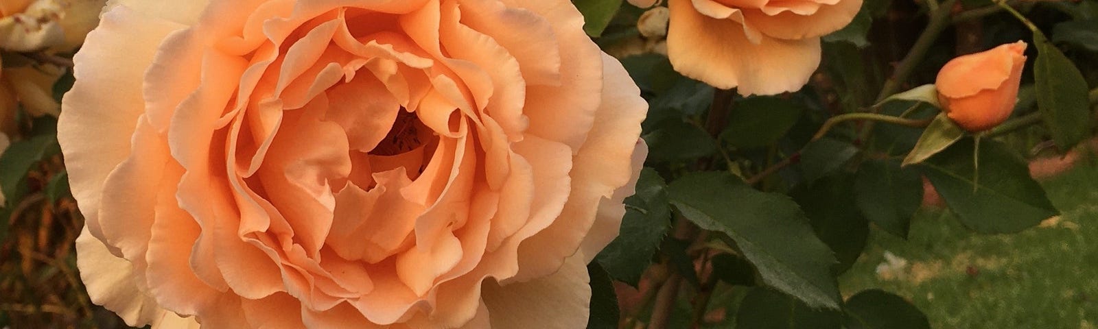 A close-up of large apricot-coloured roses