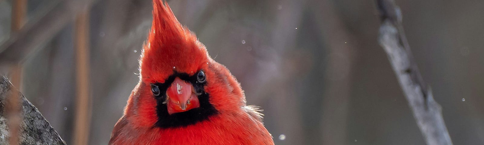 A cardinal sitting on a branch.