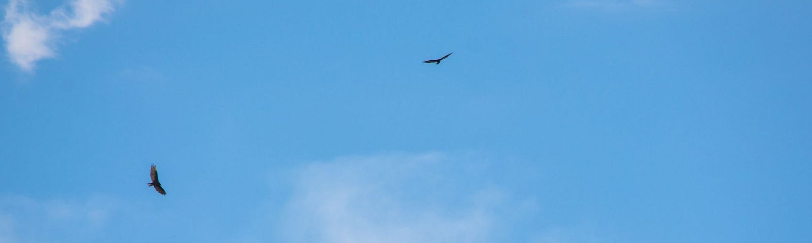 A photo of three birds flying in a blue sky with faint clouds.
