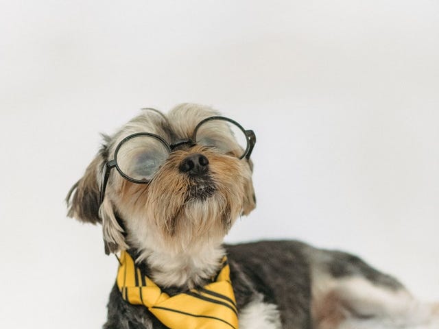 small dog with necktie and glasses, paw on book. How Short and Sweet Can Actually Be Powerful and Beautiful by Nancy Blackman. short story, writing