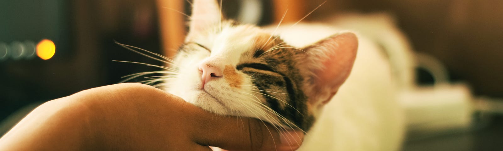 Cat being stroked by a hand