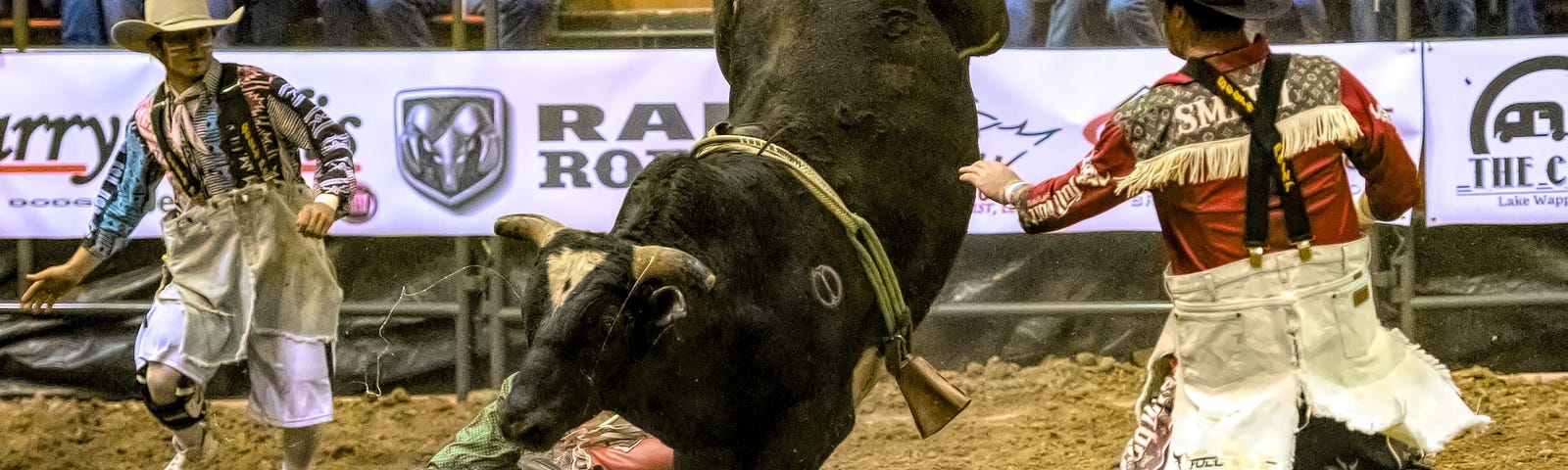 a cowboy has just been bucked of a bull and is on the ground while two rodeo clowns move in to distract the bull and save him