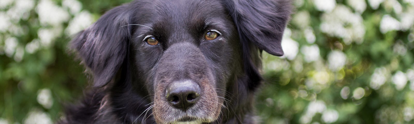 Denise (a black dog) in front of some white and green flowering bushes.