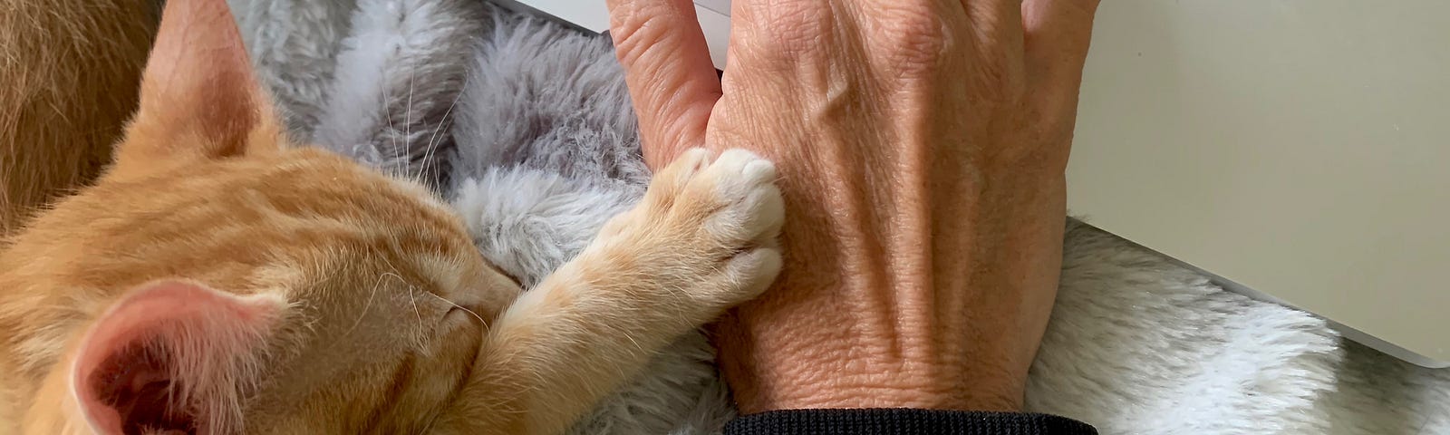 A cute orange cat naps while its paw lays on its owner’s hand.