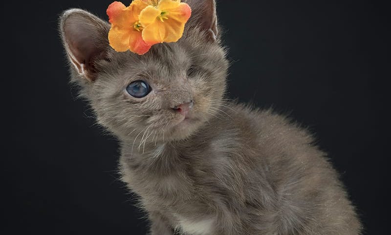 A photo of a small grey kitten that is missing one eye, wearing orange flowers on their head