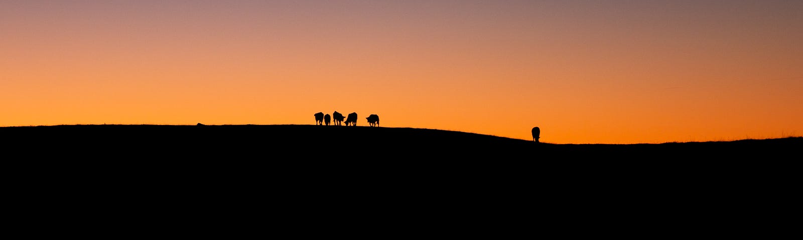 Cows in sunset. Orange sky.