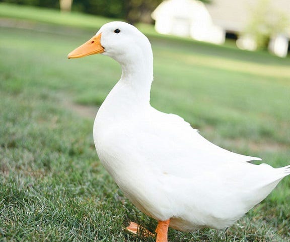 Picture of a white duck. Surprisingly, these ducks make good pets.