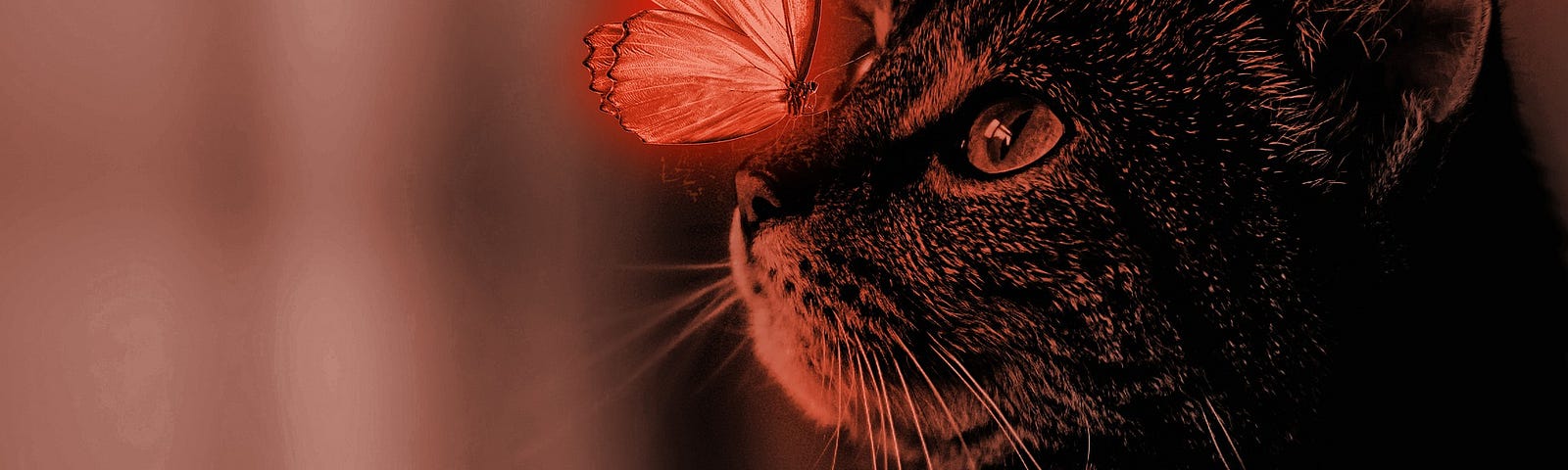 A cat staring at a butterfly on its nose