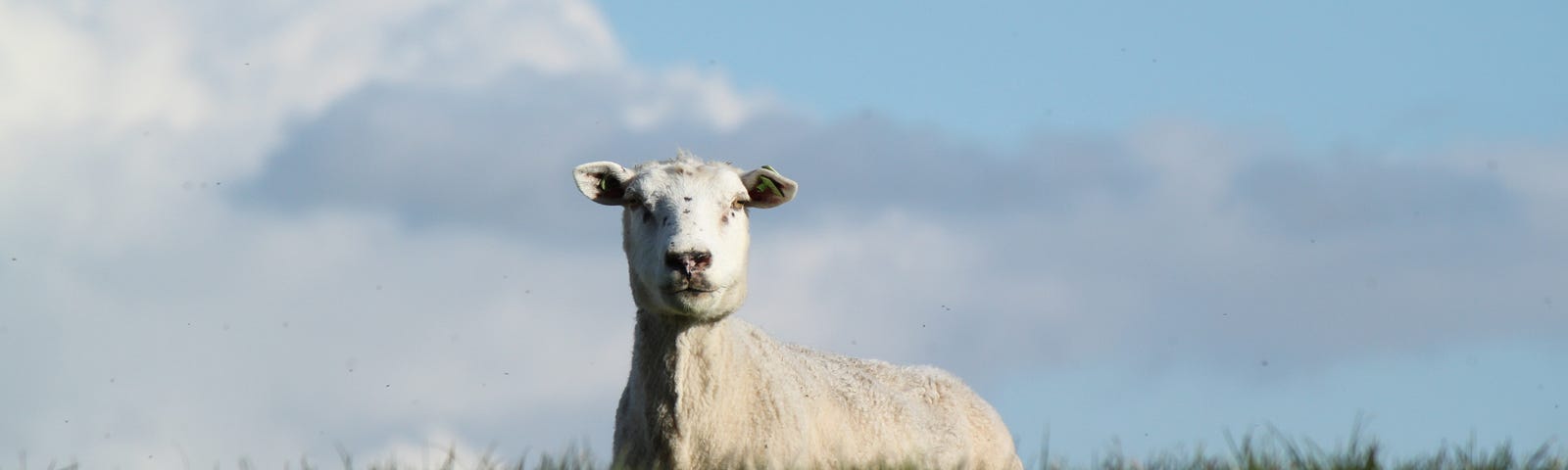 A goat peers over a patch of grass.