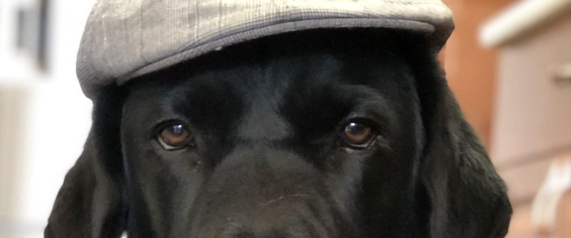 Close up of black lab, Cooper, wearing a hat and scarf looking dapper