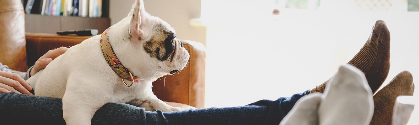 Dog resting on a person’s lap.