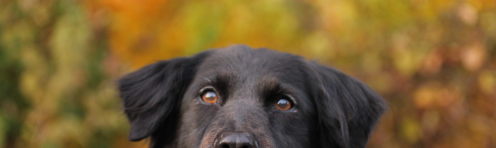 A black dog facing forward with their mouth slightly open with an orange and green blurry fall background.