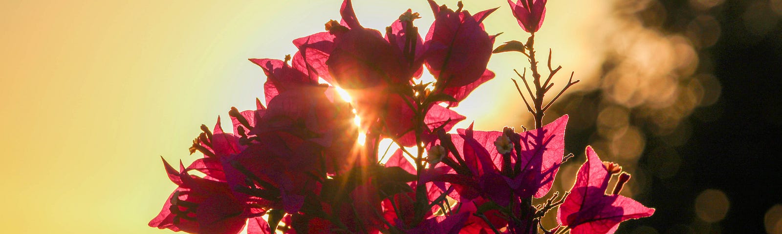 Flowers open up to gather in the morning sun.