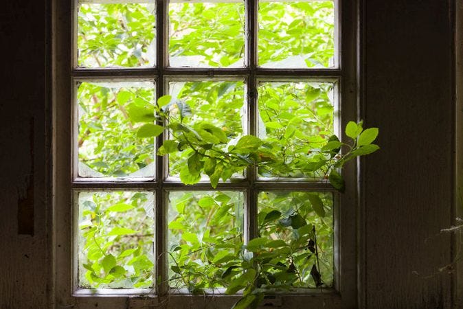 The leaves of a tree grow into an old home through the broken window panes.