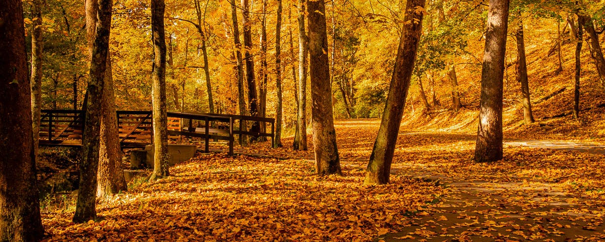 A woodsy, autumn scene