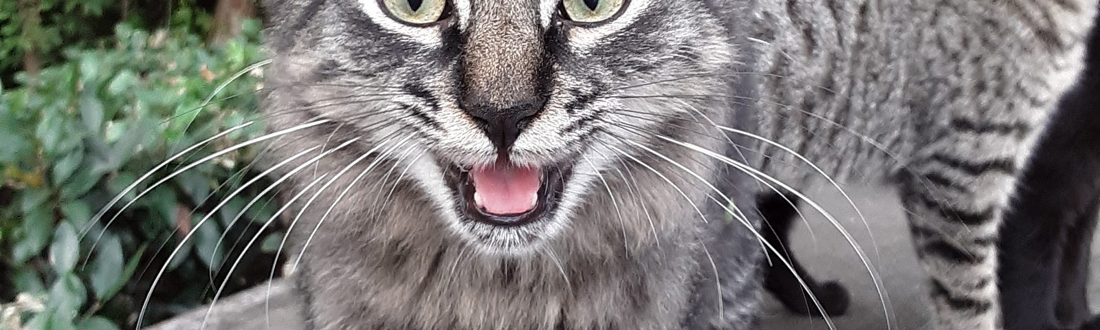 Wild-looking, beautiful, light and dark gray striped feral cat looking at the camera, mouth open, pink tongued and other siblings in the background