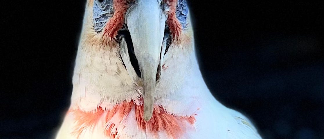 A white cockatoo with some pink feathers