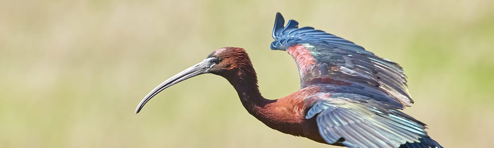 a long beaked bird with long legs