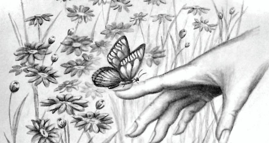 A pencil drawing of a hand in front of a field of dailies, a butterfly is landing on the hand. The word Butterfly in calligraphy lettering as the caption